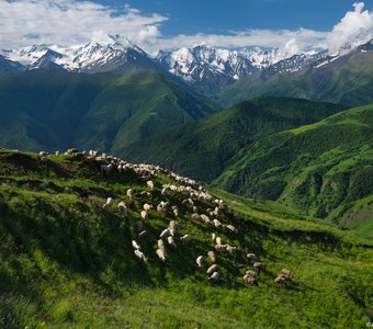 Альпийские луга горной Чечни