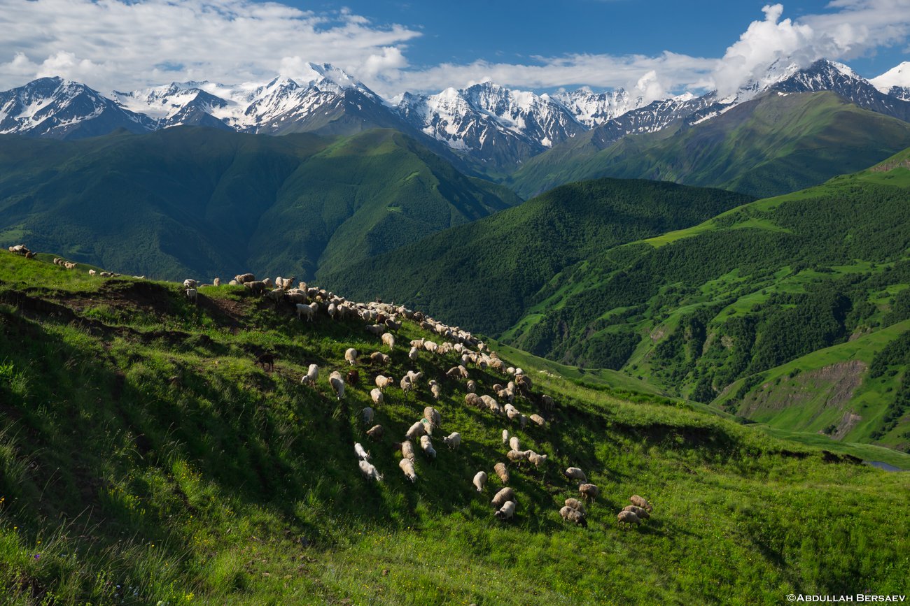 Альпийские луга горной Чечни