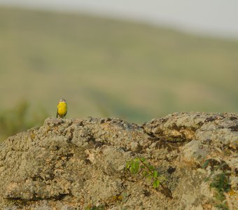 Желтый созерцатель