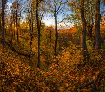 Буковый лес осенью, на закате