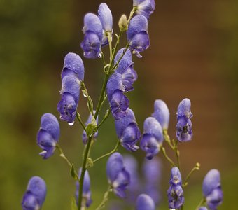 синие цветочки в саду