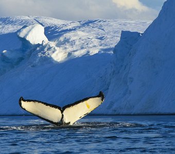 Гренландия, WhaleWatching