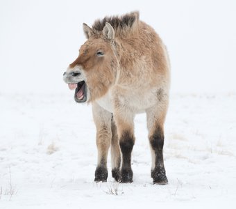 Насмешник