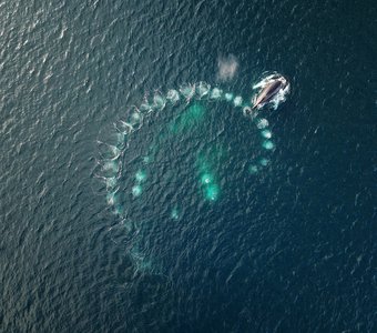 Пузырьковая охота горбатых китов в Антарктиде