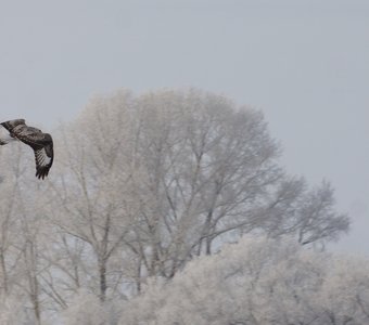 Зимний гость