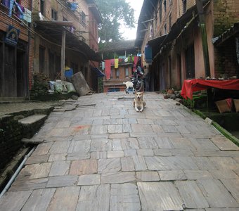Nepal area dog, goat, other locals