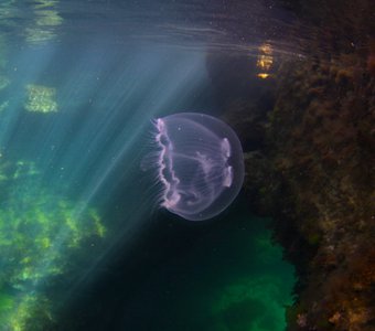Подводный мир Тарханкута