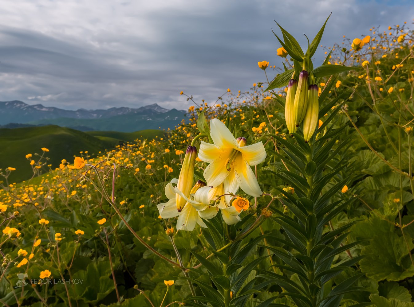 Лилия Кавказская Сочинский национальный парк