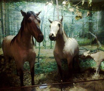 Лошадки из Беловежской Пущи