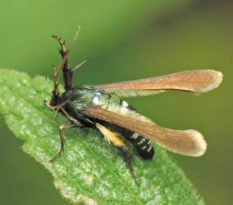 Бабочка стеклянница Negotinthia myrmosaeformis