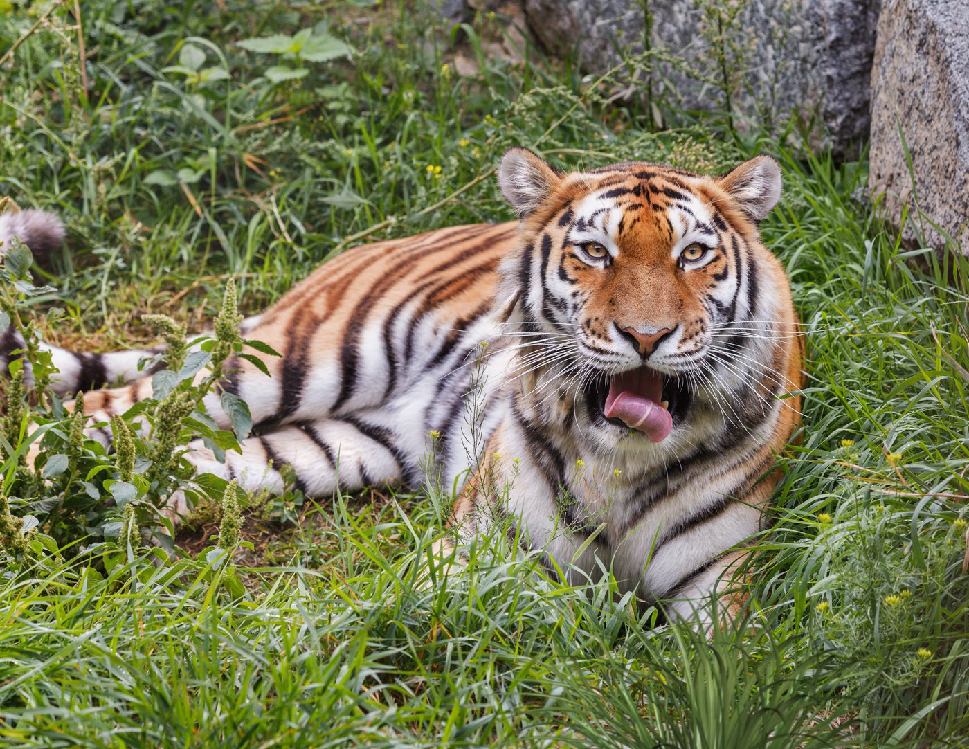 Самка амурского тигра