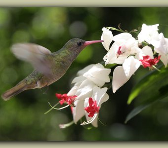 Колибри у цветка