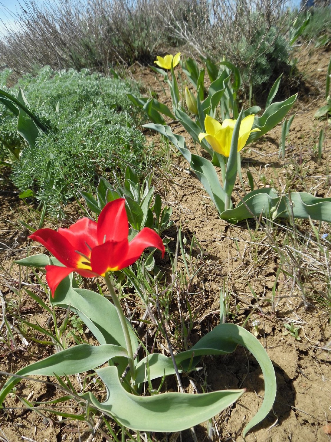 Тюльпаны Кояшского озера.