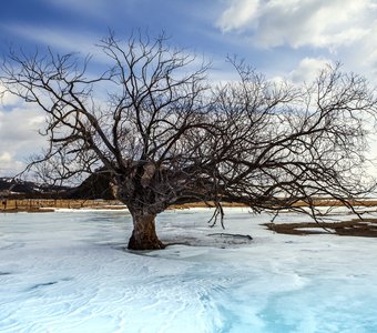 Дерево во льдах Байкала