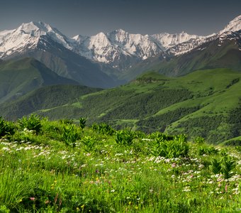 Альпийские луга горной Чечни