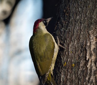 Зеленый дятел, лат. Picus viridis