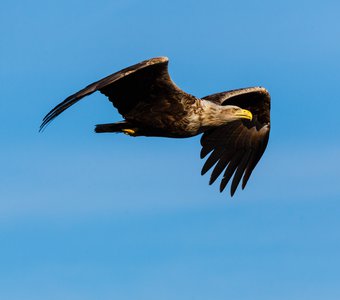 Орлан-белохвост в полёте