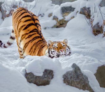Нега амурской тигрицы (пробуждение)