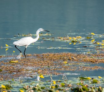 Прогулки по воде