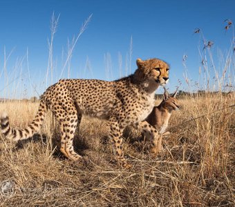 Кошечки Намибии