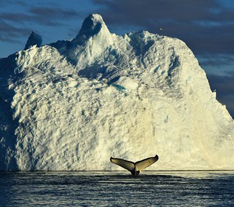 Гренландия, WhaleWatching