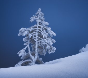 Зачарованная зимой