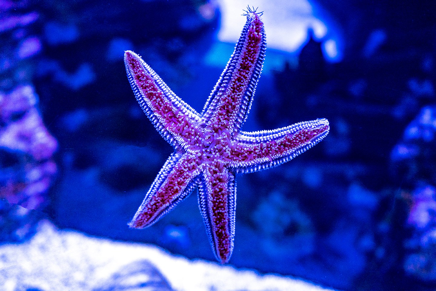Морская звезда\Starfish