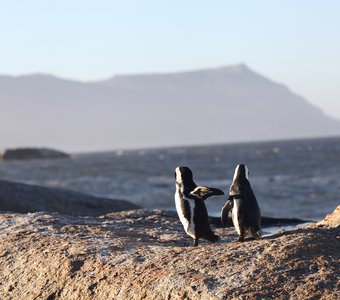 Южные пингвины