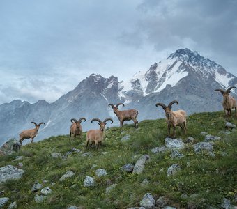 Хранители Кавказских гор