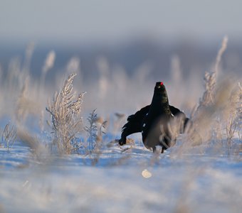 Весеннее оживление