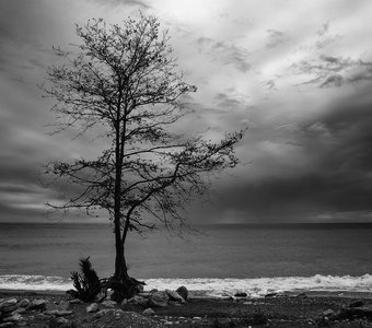 Дерево у моря и фавн играющий мелодию ветра ...