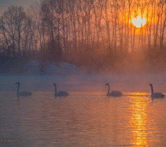 Лебеди озера Светлое