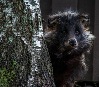 Любопытная енотовидная собака! Зоопарк Китее Финляндия