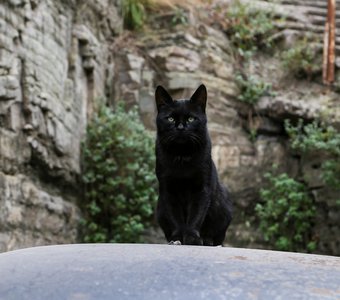 Черый кот на черной "Волге"