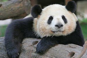 Большая панда: что мы о ней знаем