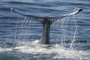 Хорошо ли вы знаете китов?