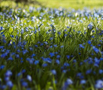 поле синих весенних цветов