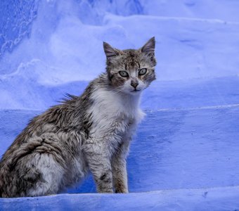 Прогулки по Шефшауэну