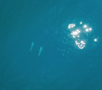 Дельфины у мыса Меганом, Крым