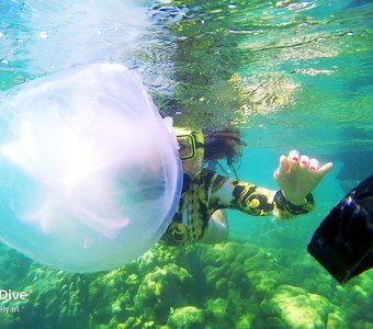 Медузы подводного мира Суматры.