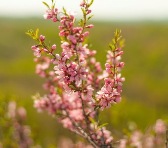 Карагана в цвету (Чилига)