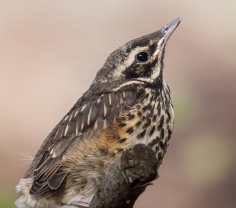 Baby bird fieldfare