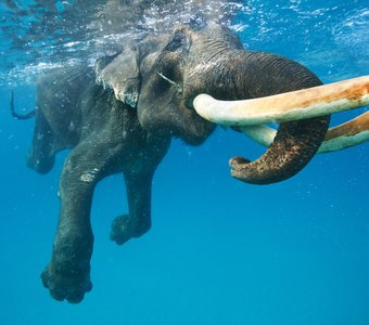 Морской слон
