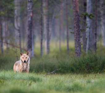 Волчица на краю леса