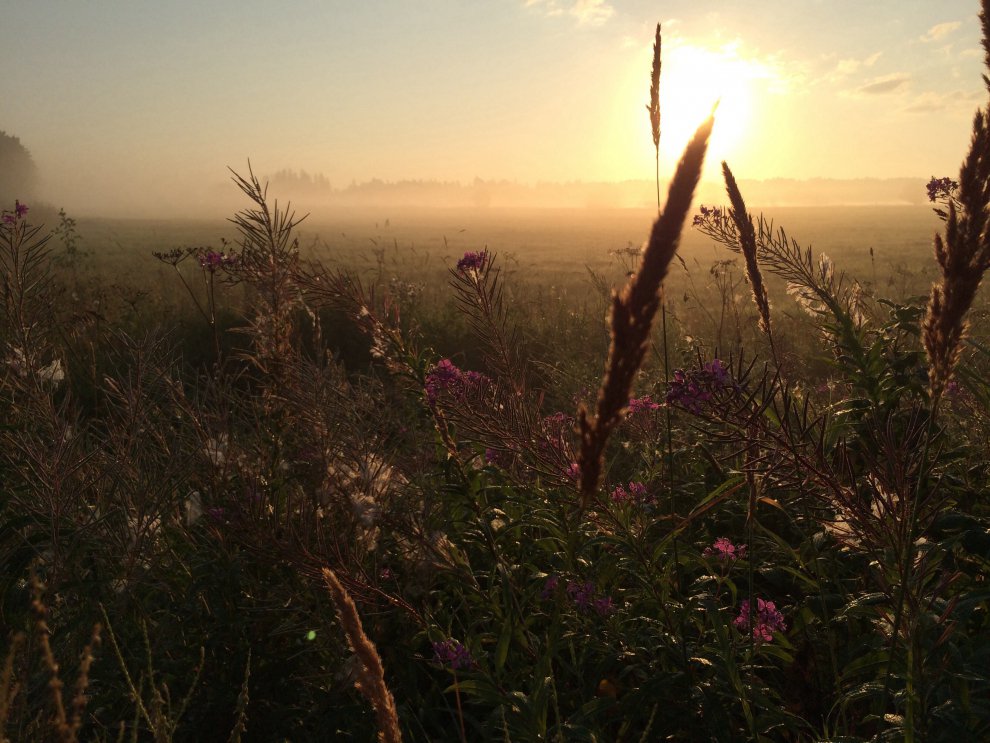 Рассвет над туманным полем.