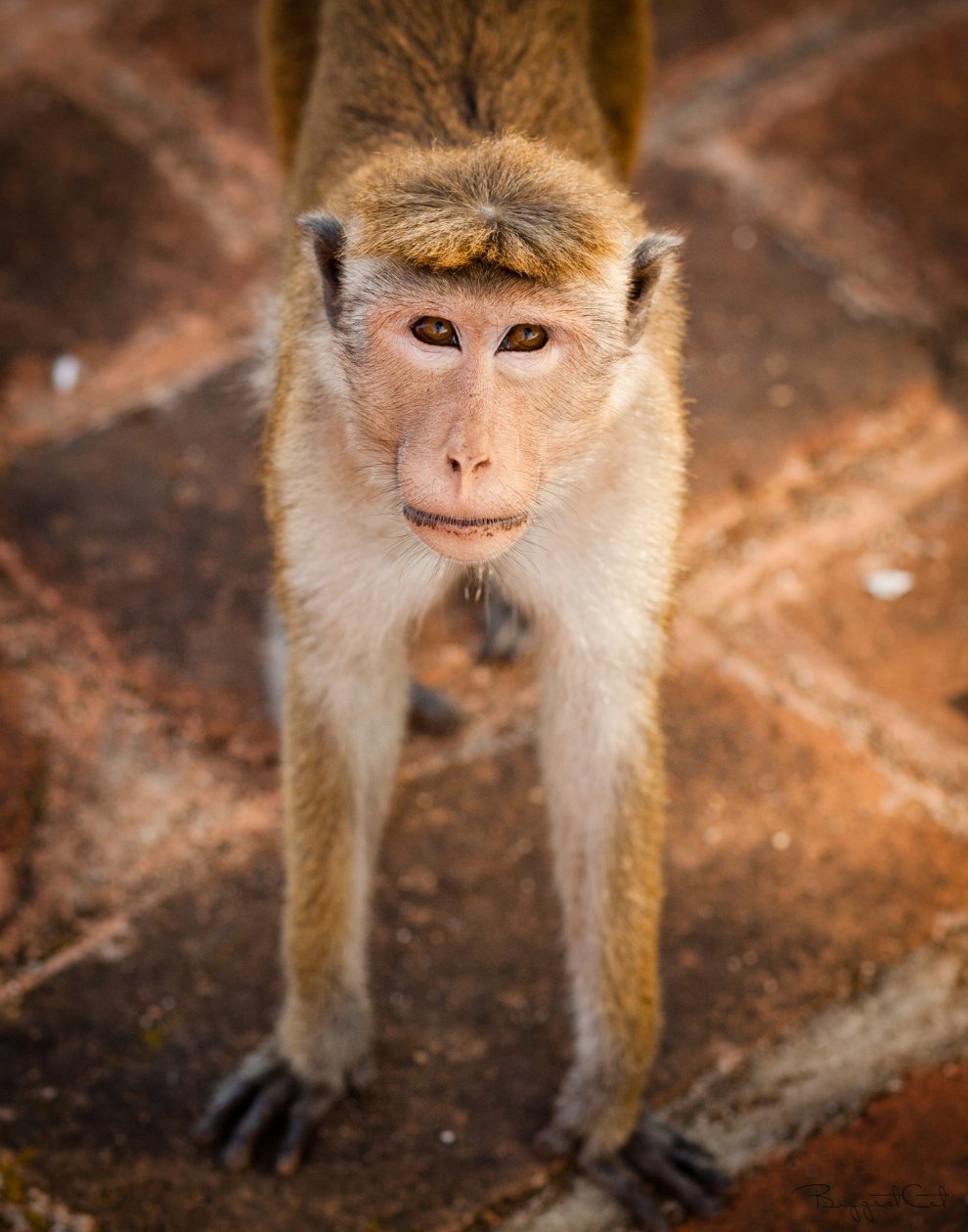 Сейчас обманет