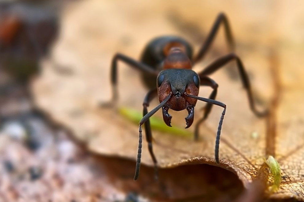 Серьёзный муравейка