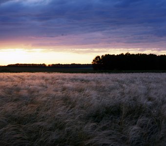 Куликово поле, Ковыль