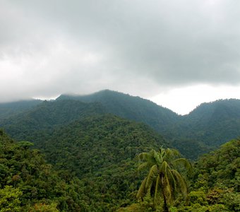 облачный лес