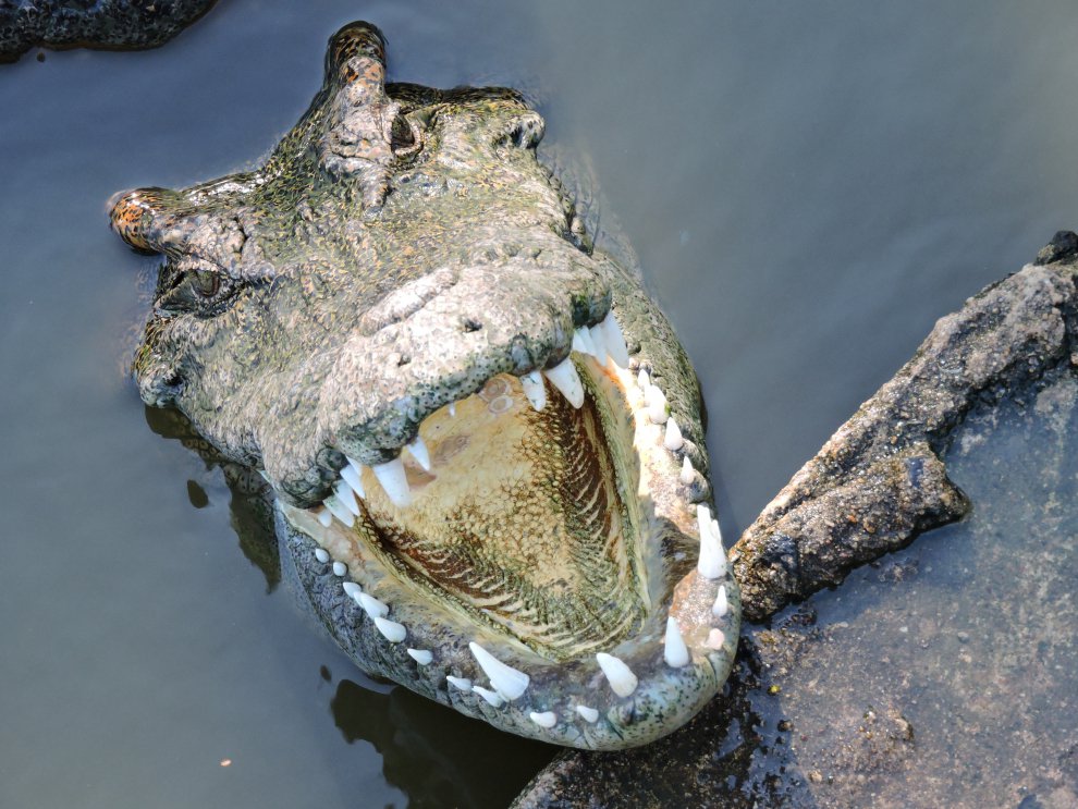 Взгляд голодного крокодила